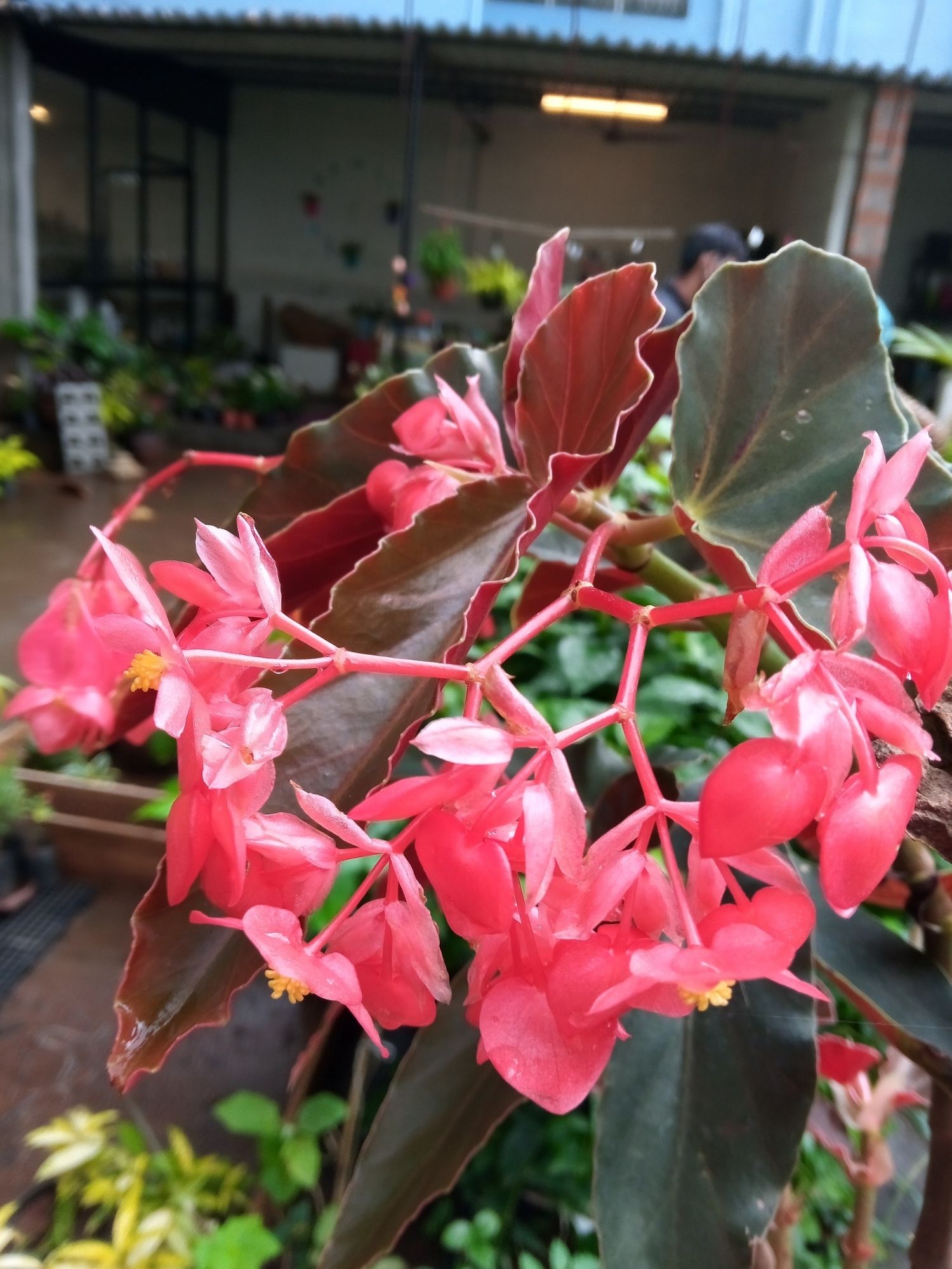 Angel-Wing Begonia - Green Orchid Nursery & Garden Center