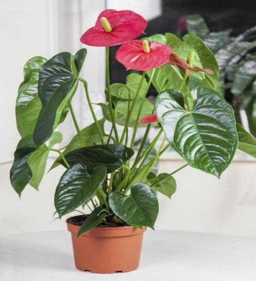 anthurium air purifier