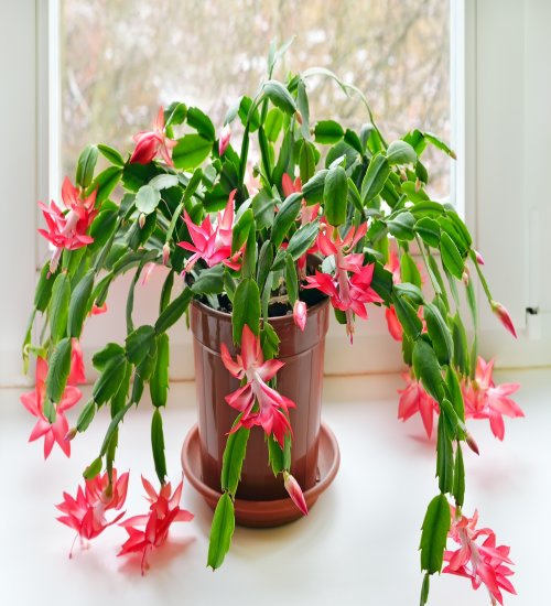 christmas cactus - Green Orchid Nursery & Garden Center