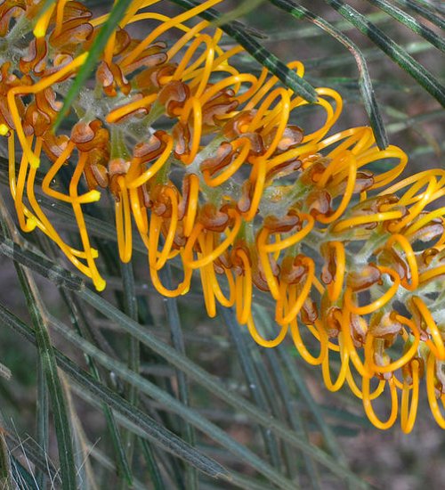 golden bottle brush tree - Green Orchid Nursery & Garden Center