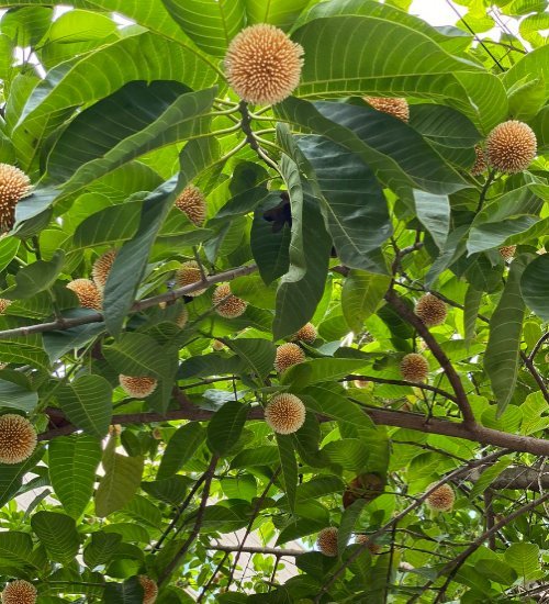 Can We Plant Kadamba Tree At Home At Stephanie Trumble Blog