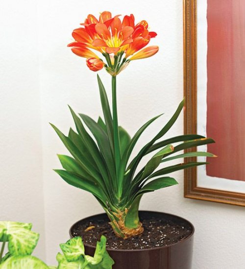 Kaffir Lily - Green Orchid Nursery & Garden Center