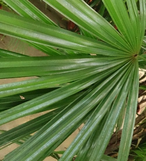 broad lady palm air purifier