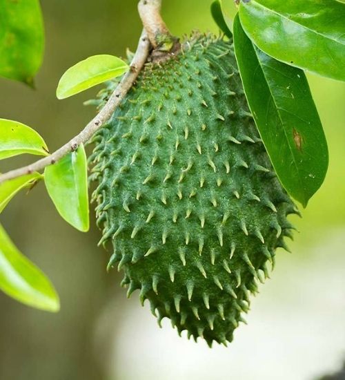 soursop-fruit-tree-gifts