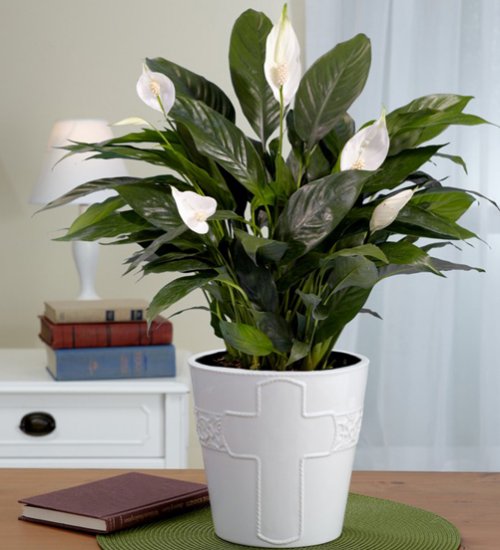 peace lilly plant for sale green orchid