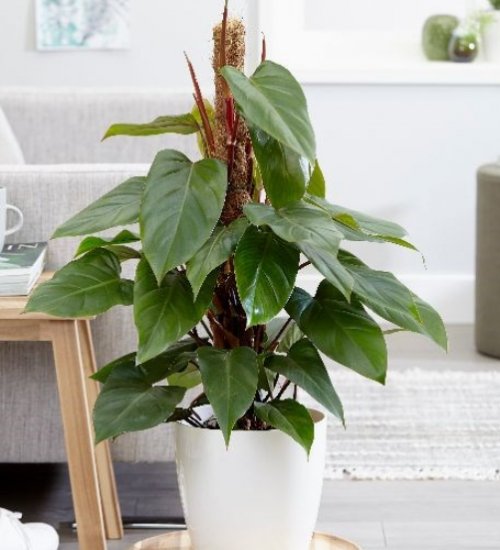 philodendron stress reliever
