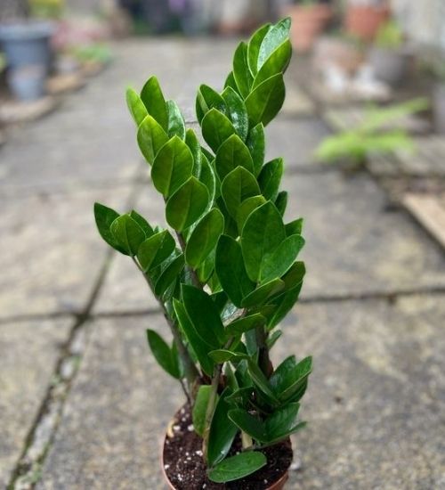 zamifolia-gifts-plant