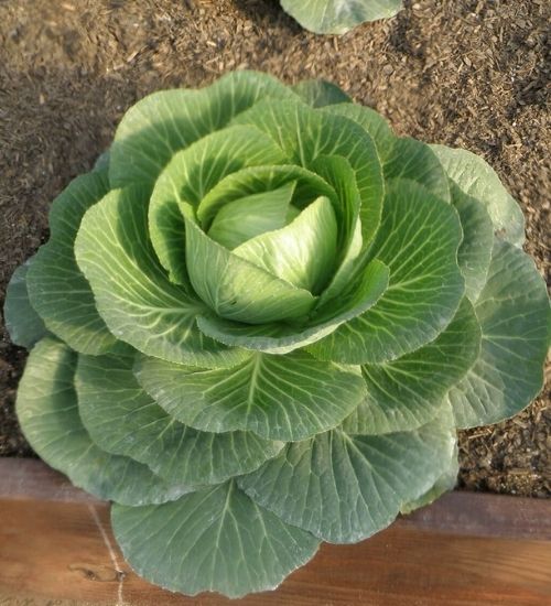 cabbage-vegetable-plant-gifts