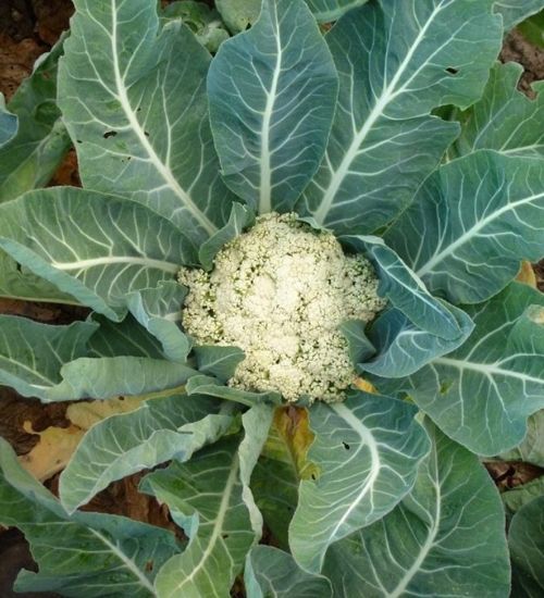 vegetable-plant-cauliflower-chennai