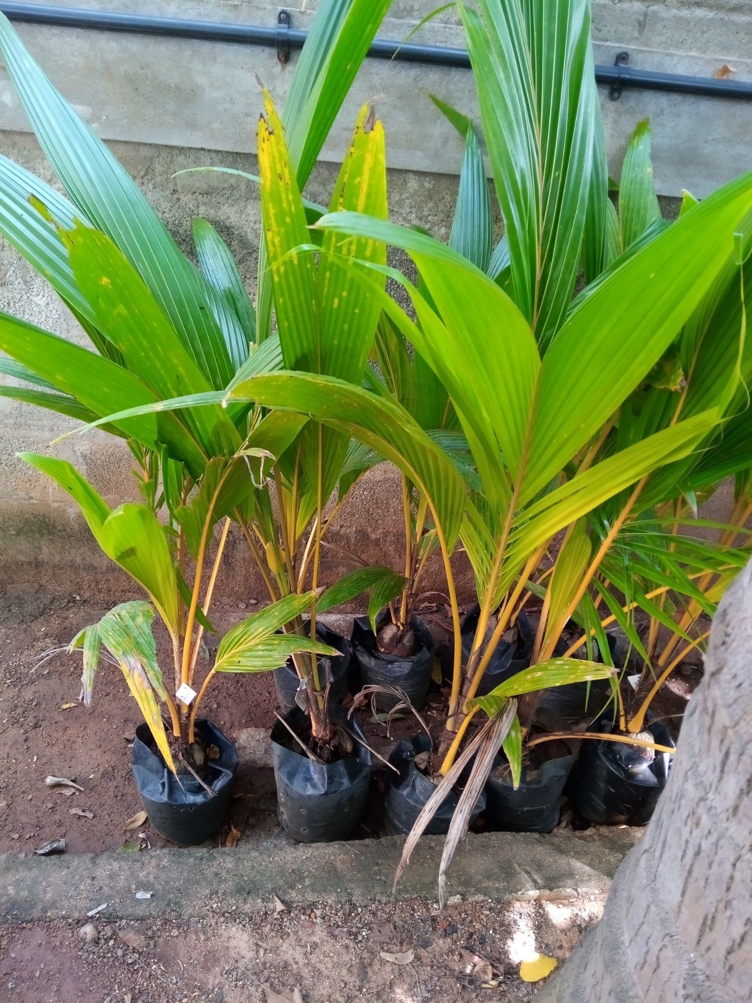 coconut tree - Green Orchid Nursery & Garden Center