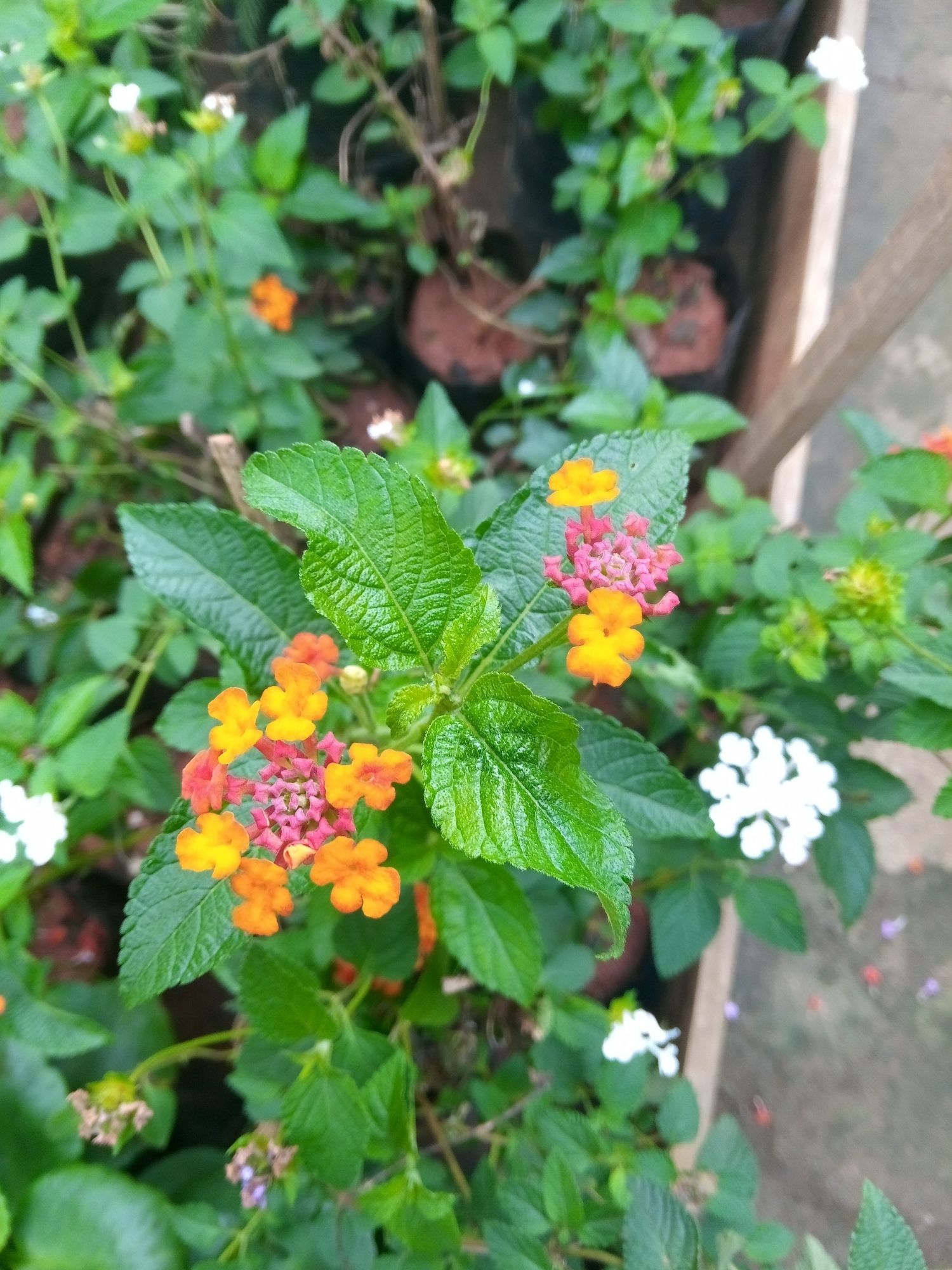 lantana - Green Orchid Nursery & Garden Center