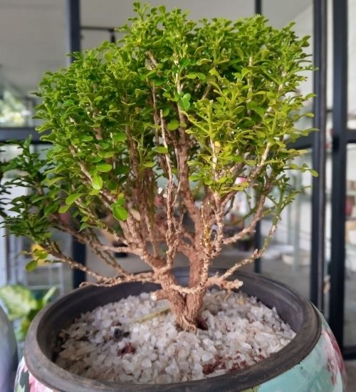 murraya-bonsai-plant
