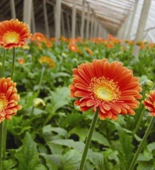 oxygen-plant-gerbera-daisy