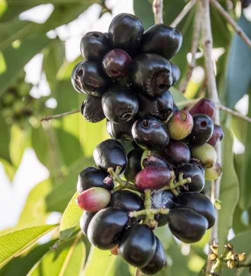 black-plum-java-plum-jamun