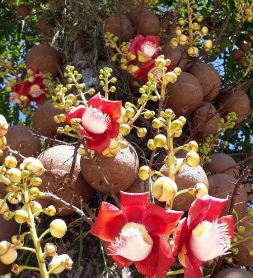 temple-tree-nagalingam