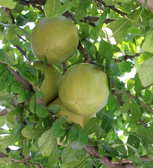 temple-tree-thiruvodu